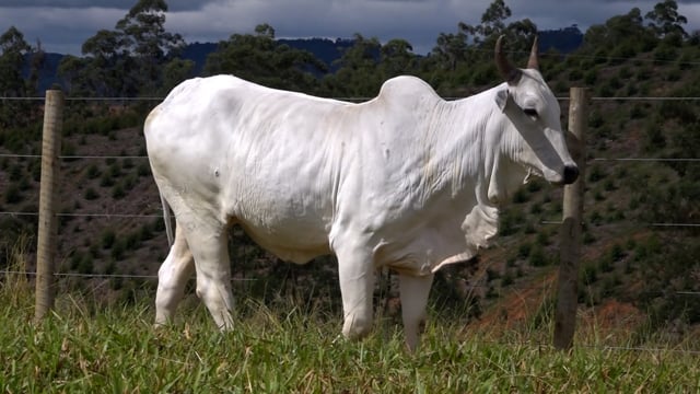 Lote 44