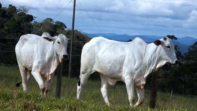 Lote 53