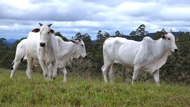 Lote 54