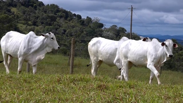 Lote 57