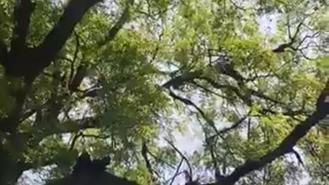 ▶️.....बुलंदशहर - बीते शनिवार को कचहरी परिसर में उस समय अफरा-तफरी मच गई जब एक बन्दर दो लाख रुपये से भरा बैग छीनकर नीम के पेड़ पर चढ़ गया।