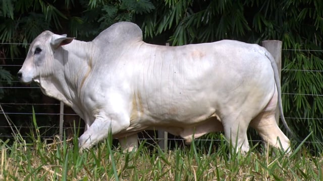Lote 06