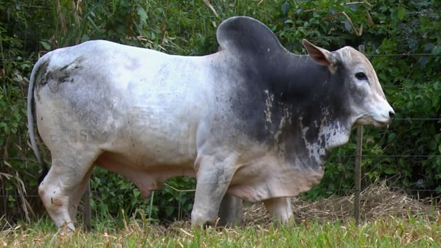 Lote 29