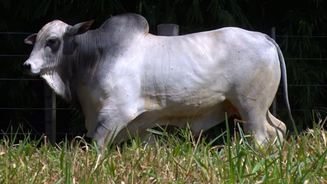 Lote 33