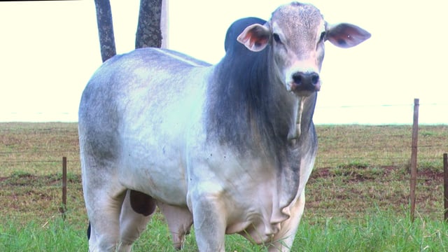 Lote 36