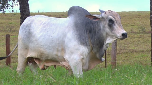 Lote 43