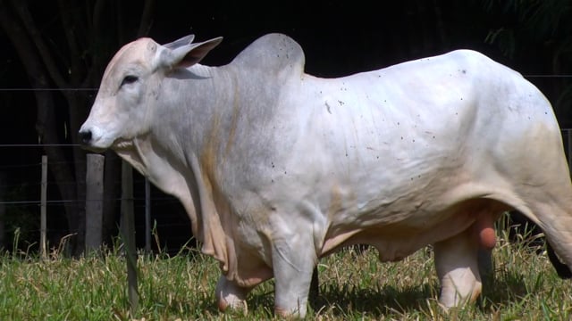 Lote 44