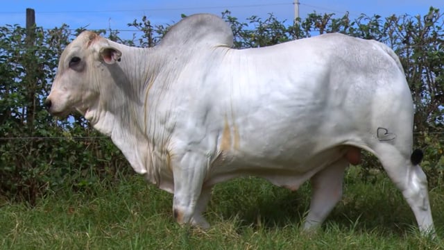 Lote 56