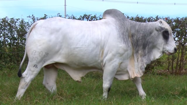 Lote 57