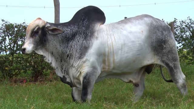 Lote 58