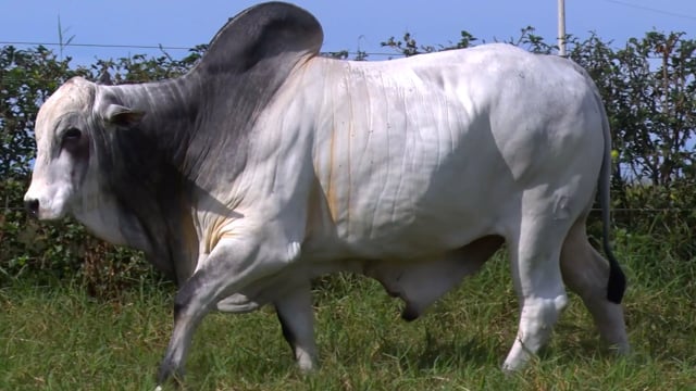 Lote 60