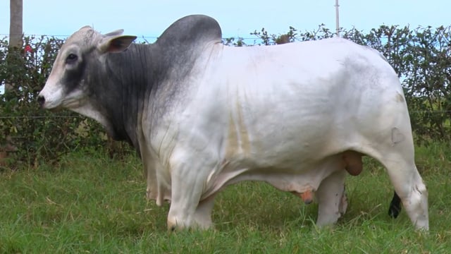 Lote 61