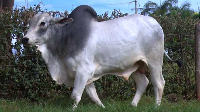 Lote 69