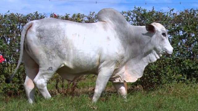 Lote 85