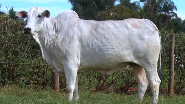 Lote 103