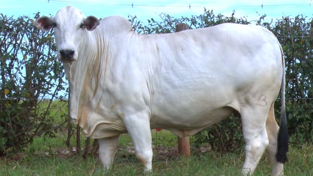 Lote 104