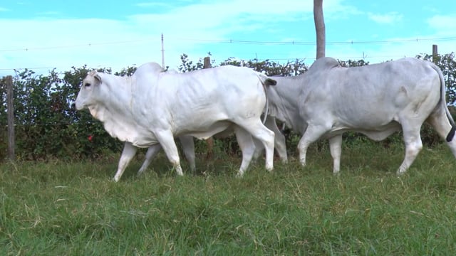Lote 108