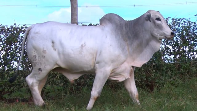 Lote 70