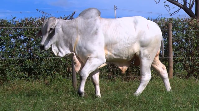 Lote 76