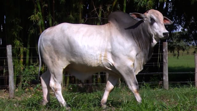Lote 32