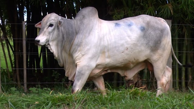 Lote 42