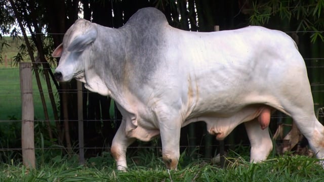 Lote 46
