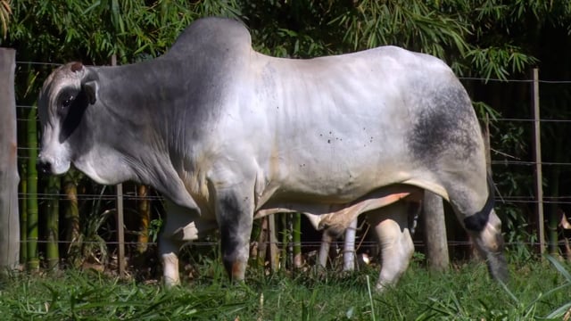 Lote 51