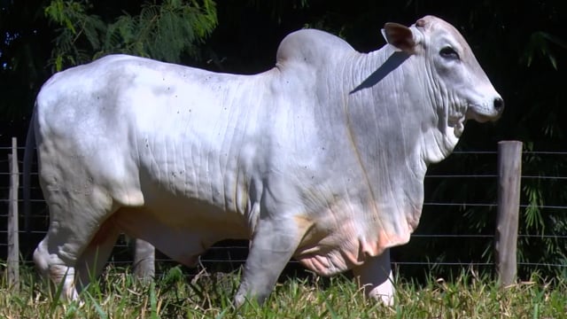 Lote 49