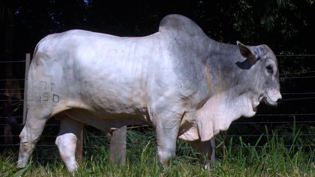 Lote 48