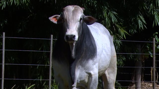 Lote 50