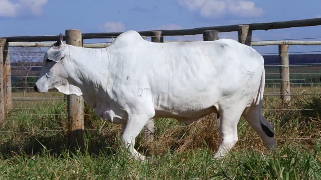 Lote 10