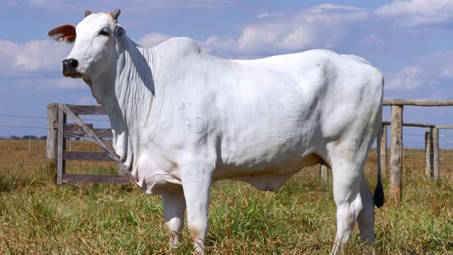 Lote 01