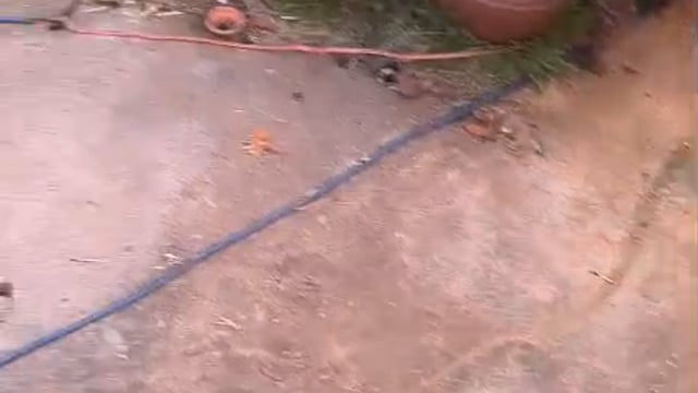 विघेपुर चक्की नगला सासनी हाथरस में चल रही श्री मद भागवत कथा में श्री कृष्ण बाल लीलाओ का वर्णन...