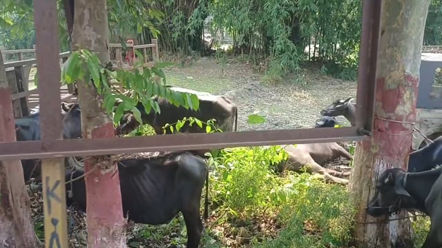 मवेशियों से भरी पिकअप जप्त, दो तस्कर गिरफ्तार।