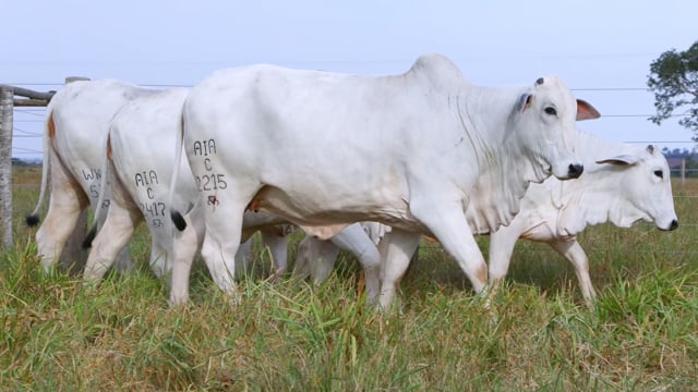 Lote 37