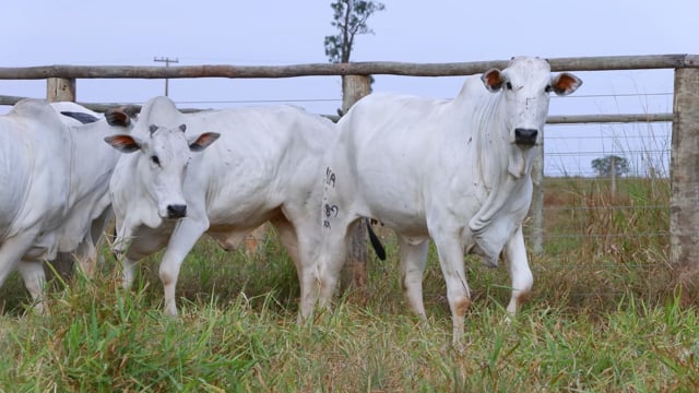 Lote 40