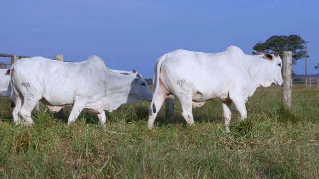 Lote 43