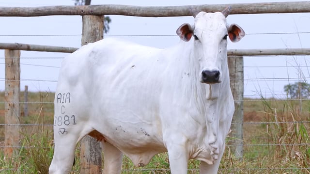 Lote 52