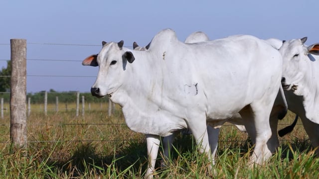 Lote 47