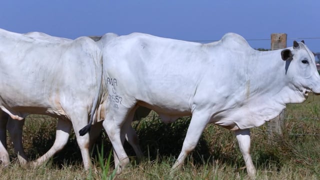 Lote 49