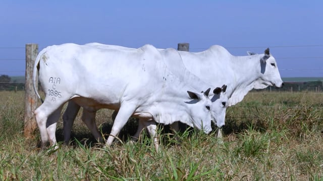 Lote 53