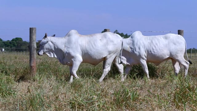 Lote 54