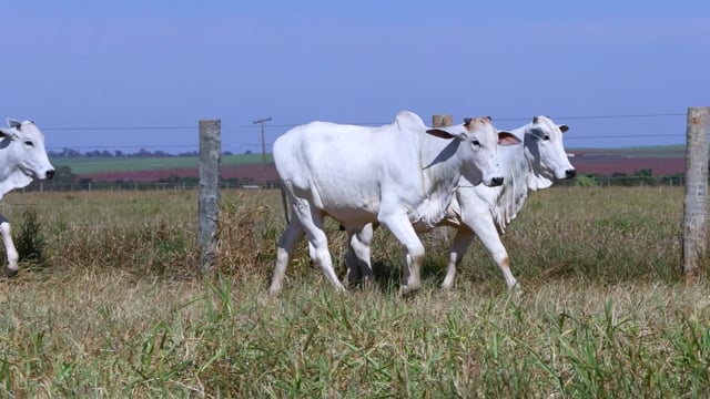 Lote 57