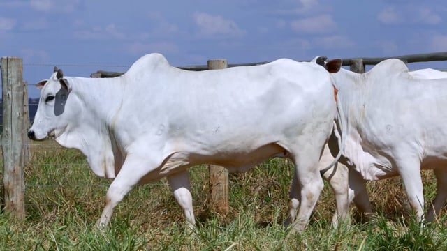 Lote 60