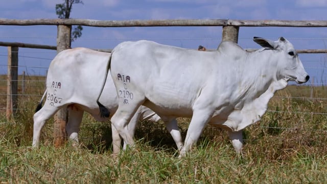 Lote 63