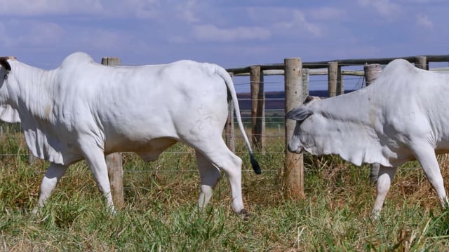 Lote 65