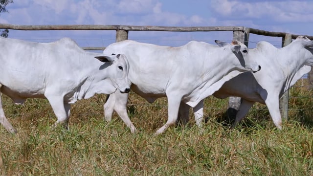 Lote 66