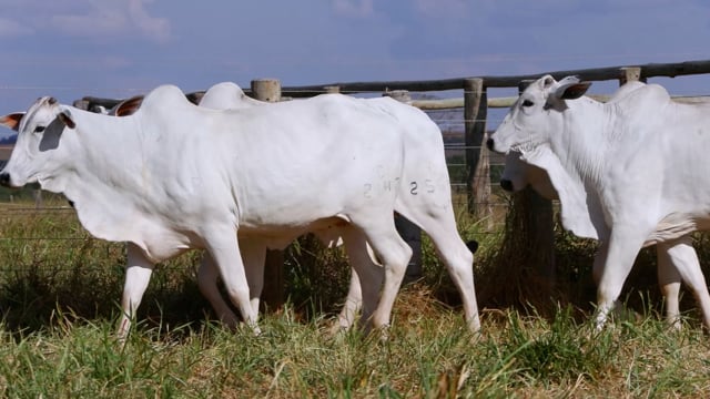 Lote 68
