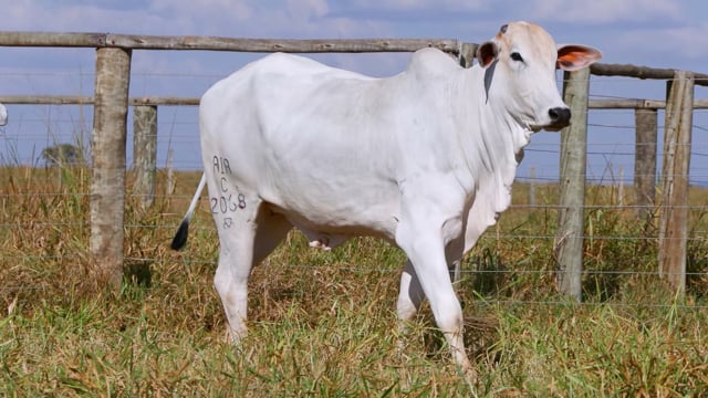 Lote 67