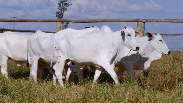 Lote 69